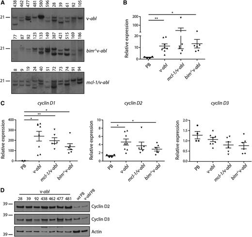 Figure 6. Activation of myc and cyclin D genes in v-abl plasmacytomas. (A) Southern blot analysis of EcoRI-digested DNA (20 μg) from v-abl, bim−/−v-abl and mcl-1/v-abl tumors using a c-myc exon 3 probe. (B) Real-time PCR analysis of cDNA prepared from frozen tumor samples and PBs generated in vitro. All v-abl plasmacytomas express high levels of c-myc mRNA, including those for which c-myc translocations were not apparent in A. Expression was normalized to HMBS, and the data are expressed relative to PBs. Mean ± SEM, n = 6 to 8 independent tumors. *P < .05, **P < .01, Student t test. (C) Real-time PCR analysis of cyclin D1, D2, and D3 mRNA in v-abl plasma cell tumors and PBs (generated in vitro). Expression was normalized to HMBS, and the data were expressed relative to v-abl PBs. Mean ± SEM, n = 6 to 8 independent tumors. *P < .05, **P < .01, Student t test. (D) Western blot analysis of cyclin D2 and D3 protein expression in v-abl tumors (whole tissue) and PBs (generated in vitro).