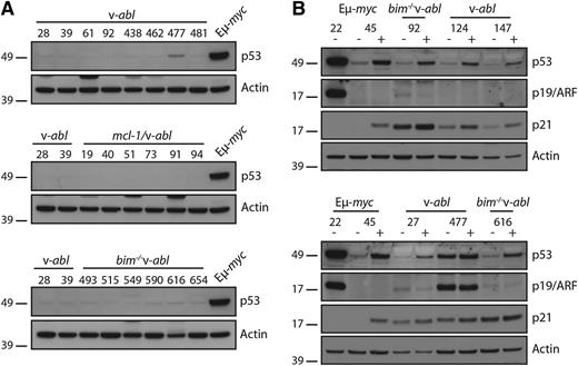 Figure 7. The p53 pathway is rarely dysregulated in v-abl plasmacytomas. (A) Western blot analysis of primary v-abl, mcl-1/v-abl, and bim−/−v-abl tumor tissue and Eμ-myc tumor 48 (positive control for mutant p53). (B) p53 activation in v-abl plasmacytoma cells following exposure to the Mdm-2 inhibitor Nutlin 3a. v-abl tumor cells (CD138+) isolated by flow cytometry from ascites in transplanted mice were cultured with 50 µM Q-VD-OPh alone (−) or in combination with 10 µM Nutlin 3a (+) for 16 h and then harvested for western blot analysis. Controls were Eµ-myc cell lines 22 (mutant for p53) and 45 (WT for p53). MW markers are indicated (kDa).