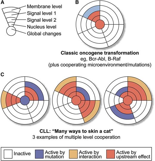 Transformation via “canonical hits” vs “pathway tweaking.” (A) Schematic depiction of a generic pathway and possible levels of “oncogenic” lesions: “membrane level” includes extracellular signals, both from the microenvironment (including BCR signaling) or via autocrine stimulation, as well as mutations in receptors; “signaling levels 1 and 2” simplify different levels of action in a single pathway; “nuclear controls” mean transcription factor changes; and “global controls” mean changes in micro RNA, epigenetics, splicing machinery, or DNA damage response. (B) Model of classic oncogene transformation (1 strong and highly recurrent driver leads to clonal expansion). Of course, this is a gross simplification, whereas in reality, there are collaborating lesions in all these instances. (C) Multiple ways of transformation in CLL by activation with or without mutation, and on multiple levels of a defined set of collaborating pathways. Professional illustration by XavierStudio.