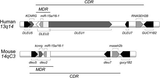 Figure 1. Human 13q14 and murine 14qC3 locus. Indicated are the MDR and the CDR.