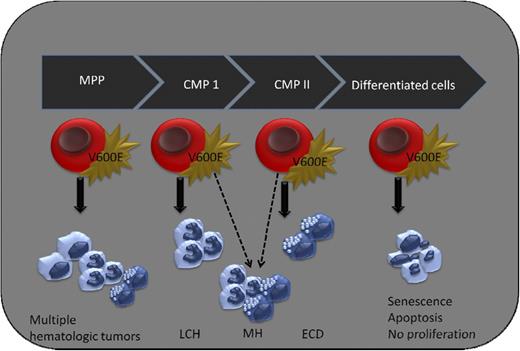 Cell of origin in histiocytic disorders. Expression of BRAFV600E in terminally differentiated myeloid cells does not lead to cellular proliferation, whereas early expression of mutant BRAF (in MPP) gives rise to multiple hematologic tumors (Badalian-Very, unpublished data). Somatic mutation of BRAFV600E in LCH and ECD is an early event that occurs in bone marrow progenitor cells. The cell of origin of both LCH and ECD is a matter of debate, but progenitor cells that give rise both to dendritic cells and macrophages is a strong candidate. Concomitant presence of LCH and ECD, better known as MH, also points to a biological link between these so-called distinct histiocytic disorders and suggest a common precursor cell for these diseases. Further studies are required to determine the additional factors that influence clinical presentation and disease outcome of mixed histiocytic disorders. CMP, common myeloid progenitor; MPP, multipotent progenitor.