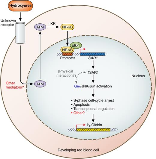 A model of a hydroxyurea-induced SAR1-mediated pathway for activating transcription in erythroid cells. Hydroxyurea binds to an unknown cellular receptor, leading to ATM-mediated activation of NF-κB, which in turn activates transcription of the SAR1 promoter, possibly facilitated by cobinding of Elk-1 or EKLF. Increased SAR1 activates JNK/Jun in association with the G protein Giα, affecting the cell cycle and enhancing γ-globin expression. Some of the moderators have yet to be identified. Professional illustration by Patrick Lane, ScEYEnce Studios.