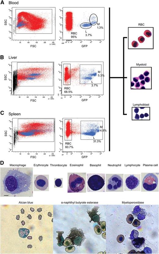 Figure 2. Identification of major hematopoietic cell lineages from the liver and spleen by FACS light-scatter characteristics, fluorescence, and staining. FACS and H&E staining are presented for (A) axolotl blood, (B) liver, and (C) spleen. The CMV:GFP transgene expresses in all tissue types, but not in every cell. Depending on cell lineage, GFP expression can vary from 10% to 90% of individual cells. This is similar to the variable transgene expression seen in the equivalent transgenic mouse.31 All erythrocytes are GFP− (red). Mature myeloid cell enriched populations are GFP+SSChi (blue). Lymphocyte enriched populations are GFP+SSClo (blue). The liver contains almost even numbers of myeloid cells and lymphoblasts. The spleen contains more lymphoblasts than myeloid cells. Black cells are excluded debris. (D) Cytospins followed by Wright-Giemsa, Alcian blue, α-naphthyl acetate esterase, and myeloperoxidase staining were performed to confirm cell morphology and characteristics. Scale bar: 20 µm (applies to the 8 individual cells stained with Wright-Giemsa). Blood composition was 3.7 ± 2.5% lymphoblastic cells, 1.3 ± 0.5% mature myeloid cells, and 95 ± 1.6% erythrocytes. Following removal of adipocytes, the liver was composed of 3.7 ± 0.6% lymphoblastic cells, 5.3 ± 1.5% mature myeloid cells, and 68.5 ± 10.2% erythrocytes (N = 3; Figure 1A). In comparison, the spleen contained 31.3 ± 12% lymphoblastic cells, 5 ± 0.8% mature myeloid cells, and 60.7 ± 15.5% erythrocytes (N = 3).