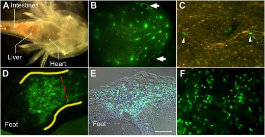 Figure 3. Organs and donor derived GFP+ hematopoietic cells can be visualized directly through the skin in the axolotl. (A) The underside of a wild-type white larval axolotl. The internal organs can be seen clearly through the skin. (B) The head of an irradiated white adult axolotl 1 month after HCT. The iris of the eyes (arrows) are autofluorescent but the nodes are regions of highly concentrated GFP+ donor-derived cells. (C) GFP channel with lighting to visualize GFP+ cells and non-GFP vasculature. Two GFP+ blood cells (white arrowheads) are flowing through vasculature in the tail of a transplanted axolotl in this frame. The orange is white light diffracting off of non-GFP tissues. (D) The foot of a transplanted axolotl with a patch of GFP+ HSPC-derived cells in the skin. Dashed line indicates a previous amputation site (transverse cut) and the section used for E. Dense recruitment of donor-derived cells suggests the potential involvement of blood cells in limb regeneration. (E) DIC image (×20) of the foot sectioned in D. Superior aspect of the inferior portion of the foot. Blue, DAPI staining of cell nuclei; green, donor-derived GFP+ cells. Scale bar: 100 µm. (F) Dissecting microscope view of static donor-derived cells in the skin.
