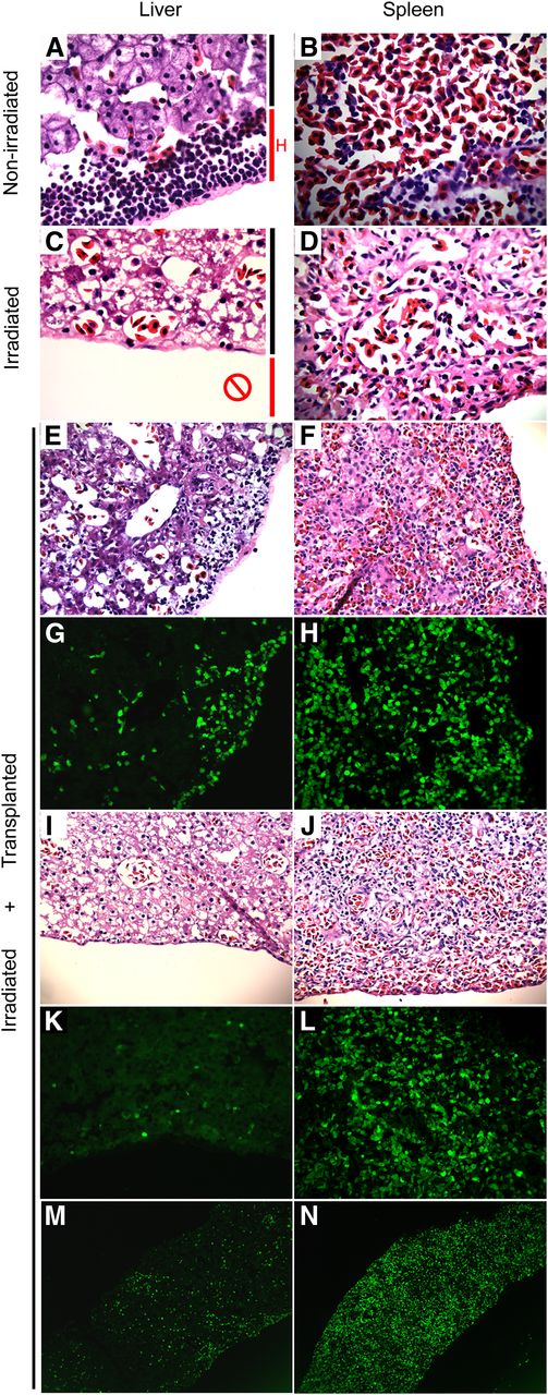 Figure 4. Effects of ablative HCT on the liver and spleen. Characteristic histology analysis of irradiated and or transplanted axolotl. The examples shown are from recipients of both spleen and liver cells, but the results are similar in spleen or liver only transplants. No other donor tissue transplant resulted in GFP+ donor cell engraftment. (A,C) H&E staining (×40) of the liver. Irradiation destroys the peripheral hematopoietic layer of the liver demarcated by the red line and “H”. The black line marks where the hematopoietic layer ends and hepatocytes begin. (B,D) H&E staining (×40) of the spleen. The tissue displays some degradation after irradiation. (E,G) H&E staining (×20) of the liver with matching direct GFP 3 weeks after irradiation and transplant. The hematopoietic peripheral layer is still present but partially ablated and shows more engraftment by donor cells than the rest of the liver. (F,H) H&E staining (×20) of the spleen with matching direct GFP 3 weeks after irradiation and transplant. Donor cells engraft all through the organ without preference as seen in the liver. (I,K) H&E staining (×20) of the liver with matching direct GFP 6 weeks after irradiation and transplant. The hematopoietic layer has been ablated and donor cells show poor engraftment without preference for the periphery. (J,L) H&E staining (×20) of the spleen with matching direct GFP 6 weeks after irradiation and transplant. There is no change in engraftment as seen in the liver. (M-N) Direct GFP section (×5) of the liver and spleen at 4 weeks after irradiation and transplant. Donor cells show some preference for engraftment near the periphery in the liver but none in the spleen and there is substantially more engraftment in the spleen.