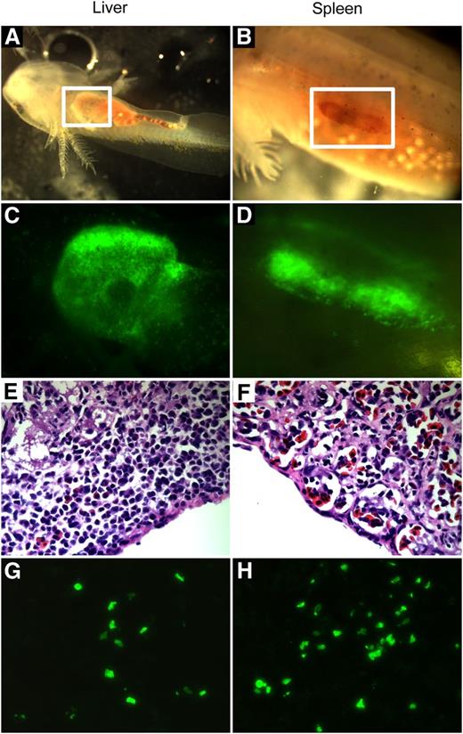 Figure 5. Donor HSCs engraft in the liver and spleen in microinjected embryos and larvae to create stable chimeras. (A) Anesthetized larva 1 month after microinjection transplant with the liver visible through the skin (white box). (B) Anesthetized 3-month-old larvae 4 days after microinjection transplant with the spleen visible through the skin (white box). (C-D) In vivo GFP channel view of the magnified liver in A and spleen in B shows engraftment of a large number of GFP+ donor cells. (E-F) H&E staining (×40) of the liver and spleen from a 2-year-old microinjected chimera. (G) Section (×40) displaying donor GFP+ cell engraftment in the liver in E. No preference for the peripheral hematopoietic layer is visible. (H) Section (×40) displaying greater donor GFP+ cell engraftment in the spleen in F than in the liver.