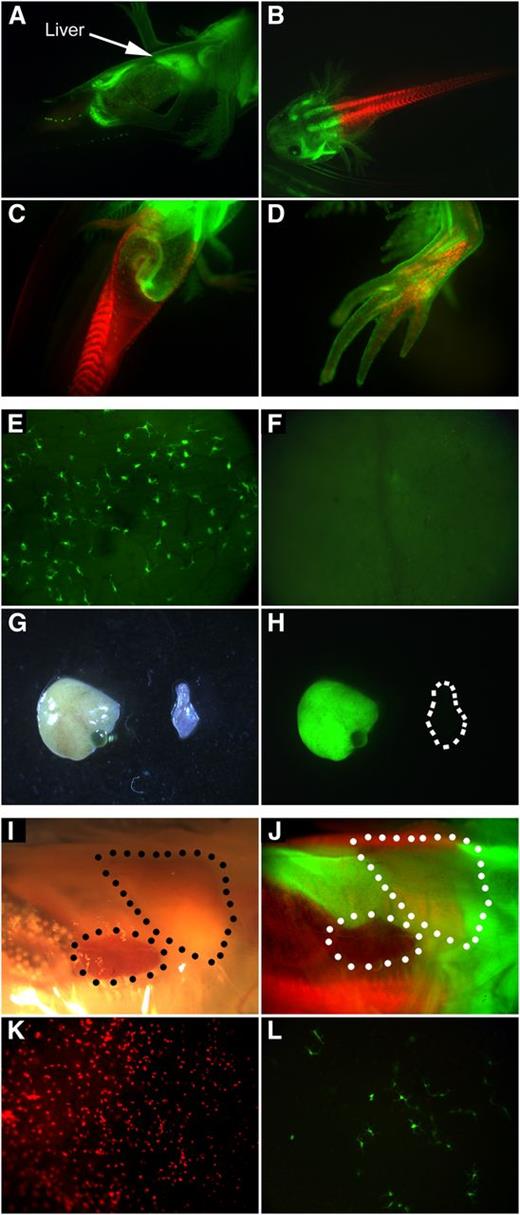 Figure 6. Embryonically fused chimeras reveal that the spleen is the adult and long-term hematopoietic organ. Embryonic fusions were created by surgical juxtapositioning of the anterior and posterior halves from GFP+ embryos and either white or nucCherryRed+ embryos. Depending on exact positioning of the split, the liver and spleen can be derived from the same or differing halves yielding the same or differing colors of blood cell produced by each organ. (A) Half GFP+, half white wild-type axolotl with a GFP+ liver. (B) Half GFP+, half nucCherryRed+ larva. (C) Underside of the larva in B displaying how various tissues and organs are composed of genetically different cells. (D) Forelimb with GFP+ skin and muscle and Red+ bone. (E) GFP+ hematopoietic cells in the GFP− tail of a 4-month-old fused chimera. (F) The GFP− tail of a 9-month-old fused chimera that previously had GFP+ blood. (G-H) The liver and spleen of a GFP+ cephalic half and white tail fused chimera with no visible GFP+ blood in circulation. The liver is GFP+ but the spleen is GFP- and has no GFP+ blood cells. (I-J) GFP+ and Red+ larva with a Red+ spleen and a GFP+ liver visible through the skin. (K) nucCherryRed+ spleen-derived blood cells visualized in the GFP+ Red− skin of a green/red fusion animal at 7 months of age. (L) GFP+ liver-derived blood cells visualized in the GFP− Red+ skin of the same fusion animal at the same time point as in K. In these fusions, the liver-derived contribution slowly diminishes over time. See Figure 7 and supplemental Figures 5 and 6. The FACS plots shown in Figure 7 and supplemental Figure 6 for the GFP/white fusion are of the peripheral blood in the same animal but taken several months apart. The FACS plot in supplemental Figure 6 was taken earlier and displays a greater percentage of GFP+ cells than the plot in Figure 7, again supporting the results observed in the pictures.
