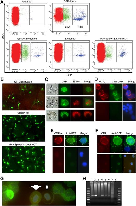 Figure 7. Multilineage potential. (A) FACS blood plots of the white wild-type (WT), GFP donor, spleen microinjections (MI), GFP/white 2-color, and ablative liver and spleen HCT. (B) Representative images of GFP+ donor-derived immune cell types in the skin of 2-color, spleen microinjected HCT, and ablative spleen and liver HCT. (C) Phagocytic and nonphagocytic cells isolated from spleen or liver microinjected animals, and ablative HCT chimeras. (D) Mature macrophages isolated from microinjected and ablative HCT animals identified by F4/80 staining. (E) B cells isolated from microinjected and ablative HCT animals. Green particles are fluorescent E coli used in the phagocytic assay. (F) T cells isolated from microinjected and ablative HCT axolotls. (G) GFP immunostaining shows various levels of GFP expression across blood cells. Low levels of GFP expression can be detected in nucleated donor-derived erythrocytes (large white arrow). No GFP expression is detected in recipient erythrocytes (small white arrow). (H) PCR-based genotyping. Lane 1, GFP donor whole blood; lane 2, GFP donor red blood cell fraction; lane 3, spleen microinjected chimera; lane 4, irradiated and spleen transplanted chimera with no GVHD; lane 5, irradiated and transplanted chimera with GVHD; lane 6, GFP+ cephalic half and white tail chimera; lane 7, white wild-type axolotl; lane 8, water control. Generuler low range DNA ladder (25-700 bp) confirms the expected 173-bp amplified band of the GFP gene.