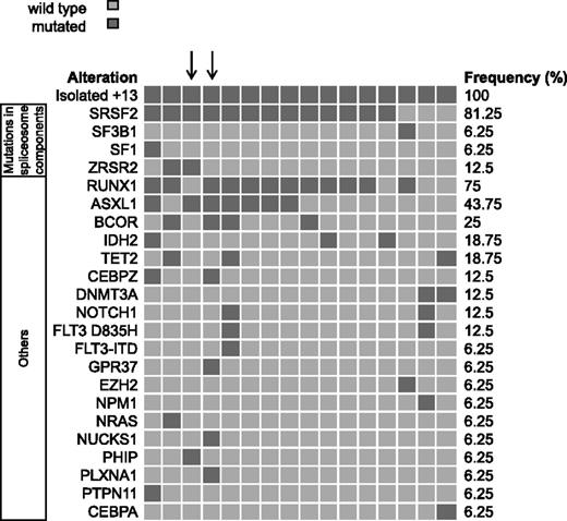 Figure 2. Frequency distribution of recurrently mutated genes in AML+13. Distribution of mutated genes in 16 patients with AML+13. Patients show a high frequency of mutations in spliceosome components and in RUNX1, ASXL1, and BCOR. Arrows highlight the 2 patients who were exome-sequenced.