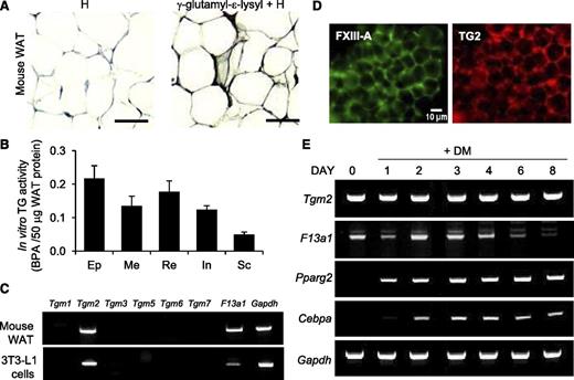 Figure 1. Presence of TG activity, FXIII-A, and TG2 in mouse WAT and differentiating 3T3-L1 preadipocytes. (A) Immunohistochemical visualization of γ-glutamyl-ε-lysyl bonds (isopeptide bonds) in WAT showing abundant staining in the extracellular compartment. Epididymal fat pad tissue was obtained from 8-week-old mice. Specimens were counterstained with hematoxylin (H) (n = 2). Scale bar represents 100 µm. (B) In vitro TG activity of protein extracts of different WAT fat deposits of 6- to 8-week-old male mice. Protein extracts of epididymal (Ep), mesenteric (Me), perirenal/retroperitoneal (Re), inguinal (In), and subcutaneous (Sc) fat pads were assessed by microplate BPA incorporation assay (n = 2). (C) Reverse transcription-polymerase chain reaction analysis of TG enzyme family members in mouse WAT and 3T3-L1 preadipocytes. Only Tgm2 and F13a1 are expressed (n = 3). (D) Whole-mount immunofluorescence staining of mouse WAT showing the presence of TG2 (red) and FXIII-A (green) in the tissue. Epididymal fat pads of 2 mice were used. Scale bar represents 10 µm. (E) Reverse transcription-polymerase chain reaction analyses of Tgm2 and F13a1 during 3T3-L1 preadipocyte differentiation to adipocytes, showing different expression patterns for the 2 TGs during adipogenesis. Tgm2 levels remain constant while F13a1 levels are high at the early phase of adipogenesis, followed by a gradual decrease as the cells mature to adipocytes. Pparg2 and Cbpa are adipocyte differentiation markers. Gapdh was used as internal control. n = 3.