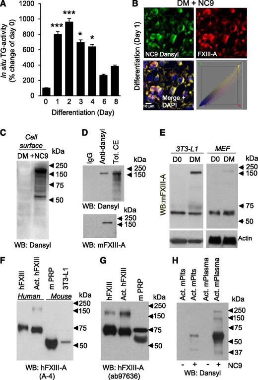 Figure 2. TG activity in preadipocytes arises from FXIII-A. (A) In situ assessment of TG activity during differentiation of 3T3-L1 preadipocytes shows a significant increase upon induction of differentiation until day 2, which is followed by a gradual decrease as cells begin to accumulate lipids. TG activity was assessed by BPA incorporation assay (n = 3). Statistical analysis was done using analysis of variance *P < .05; ***P < .001. Error bars represent SEM. (B) Immunofluorescence tracking of TG activity using NC9, which incorporates irreversibly into the active TG enzyme. Immunofluorescence microscopy shows colocalization (merge, yellow) of NC9-dansyl (green) and FXIII-A (red), identifying FXIII-A as the active TG enzyme in preadipocytes. Nuclei are visualized with 4,6 diamidino-2-phenylindole (DAPI) (blue). Color correlation distribution, constructed using the Color Inspector 3D plug-in of Image J, shows the extent correlation of colocalization (n = 2). Scale bar represents 10 µm. (C) TG activity is located on the cell surface. Cell-surface biotinylated samples were affinity purified using Neutravidin beads and subsequently detected with dansyl antibody, which showed a major band >150 kDa and a weaker band between 75 and 50 kDa (n = 3). (D) Immunoprecipitation of NC9-labeled material with anti-dansyl antibody and detection with anti-mouse FXIII-A antibody positively identified the active TG enzyme to be FXIII-A (running >150 kDa) (n = 5). (E) WB detection of FXIII-A in 3T3-L1 preadipocytes and MEFs before (D0) and after induction of differentiation (DM) (day 1) using anti-mouse FXIII-A antibody. HMW FXIII-A was observed at day 1 of differentiation (n = 3). (F) WB detection of nonactivated human FXIII (hFXIII), activated human FXIII (Act.hFXIII), mouse platelet-rich plasma (mPRP), and 3T3-L1 cell extract using anti-human FXIII-A antibody (A-4). WB shows human and mouse FXIII-A at different molecular weights, with mouse FXIII-A being smaller (n = 3). (G) WB detection of nonactivated human FXIII (hFXIII), activated human FXIII (Act.hFXIII), and mPRP using anti-human FXIII-A antibody (ab97636). WB shows detection of 2 FXIII-A bands in mPRP, one at 75 kDa and a smaller band between 50 and 75 kDa (n = 3). (H) A smaller FXIII-A band is active as a TG enzyme. Mouse platelet lysate (mPlts) and mouse plasma (mPlasma) were activated with thrombin and Ca2+ for 1 hour at 37°C and further incubated with NC9. Dansyl incorporation into the active enzyme was visualized by WB detection of dansyl. Dansyl was found to be integrated into a band between 50 and 75 kDa, which represents the smaller form of FXIII-A (n = 3).