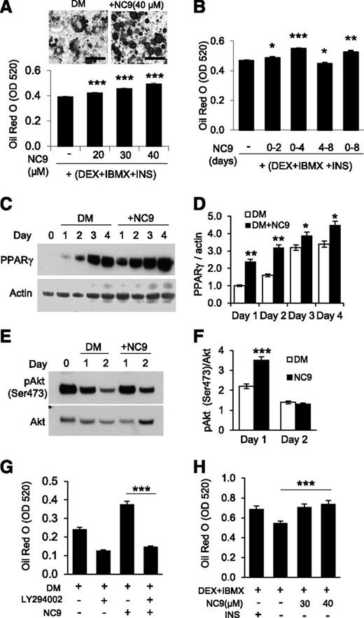 Figure 3. Inhibition of FXIII-A TG activity increases adipocyte differentiation and lipid accumulation. (A) Inhibition of TG activity with the irreversible TG inhibitor NC9 increases lipid accumulation in a concentration-dependent manner as assessed by quantification of Oil Red O staining of 3T3-L1 cultures on day 8 of differentiation. Images show the increased size of lipid droplets in Oil Red O-stained cells. (B) Inhibition of TG activity during different stages of 3T3-L1 culture shows that TG activity has its most prominent inhibitory effect on lipid accumulation when given during days 0 to 4. (C-D) WB analysis and quantification of PPARγ expression (normalized to actin) during adipocyte differentiation shows increased expression (and thus accelerated differentiation) of NC9-treated cells. (E-F) WB analysis and quantification of Akt phosphorylation at Ser473 show that inhibition of TG activity significantly increases Akt activation. (G) The PI3K pathway inhibitor LY294002 used from day 0 to 4 reversed the NC9-mediated increase in adipogenesis; the graph shows quantification of Oil Red staining of the cultures on day 8. (H) Inhibition of TG activity with NC9 between days 0 and 4 can function in a similar manner as insulin (INS) in DM to promote preadipocyte differentiation; the graph shows quantification of Oil Red O-stained cultures on day 8. All error bars represent SEM (n = 3). *P < .05; **P < .01; ***P < .001.