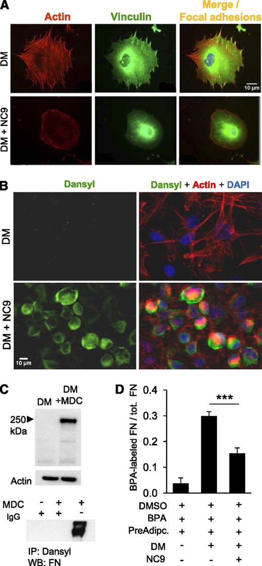 Figure 4. FXIII-A activity regulates cytoskeletal dynamics; FN is a major extracellular substrate of FXIII-A. (A) Immunofluorescence microscopy of cell morphology and cytoskeletal elements of preadipocytes upon inhibition of FXIII-A activity with NC9. Inhibition attenuates actin stress fiber formation, promotes cortical actin assembly, and reduces focal adhesion formation (actin and vinculin colocalization). F-actin (red), vinculin (green), and focal adhesions (merge, yellow) (n = 3). Scale bar represents 10 µm. (B) Immunofluorescence microscopy of the dansyl group of NC9 (green) shows its incorporation into FXIII-A enzyme at the periphery of preadipocytes, which is accompanied by disappearance of the actin stress fibers seen in control cells. Actin (red) and DAPI (blue) (n = 3). Scale bar represents 10 µm. (C) WB analysis of MDC-labeled preadipocyte extracts, blotted for dansyl, demonstrates that the substrate probe labels a 250-kDa protein(s) in preadipocyte cultures. Immunoprecipitation with dansyl antibody followed by detection with FN antibody shows the labeled substrate is FN (n = 3). Ig, immunoglobulin. (D) In situ extracellular TG activity assay, ie, analysis of BPA incorporation into coated FN by cellular TG activity. Biotin detection with Neutravidin was performed after all cells were removed. NC9 reduces BPA incorporation into coated FN. ***P < .001. Error bars represent SEM (n = 4). DMSO, dimethylsulfoxide.