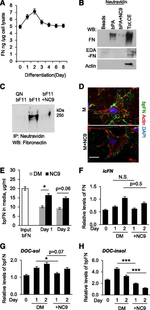 Figure 5. pFN is a substrate for FXIII-A activity. (A) FN detection in total cell protein extracts by enzyme-linked immunosorbent assay during differentiation of preadipocytes to adipocytes during 8 days. FN levels increase in preadipocyte layers during early differentiation and peak at day 2. (B) Affinity-purified preadipocyte culture extracts labeled with BPA shows its incorporation into total FN but not into cFN (EDA-FN), thus demonstrating that cFN/EDA-FN is not a TG substrate and suggesting that pFN is the main crosslinking target in preadipocytes. Total cell extract (Tot.CE) was used as positive control. (C) The FXIII-A–specific substrate peptide bF11 was able to pull down FN, demonstrating that it acts as a specific FXIII-A substrate in preadipocytes. NC9 blocks bF11-mediated FN labeling. The control peptide bF11QN shows no labeling. (D) Immunofluorescence microscopy of bpFN (green) in preadipocytes (actin, red) treated with basic cell culture media (M) (serum-free conditions). Inhibition of TG activity by NC9 decreased bpFN matrix levels (green) in preadipocytes. Nuclei are stained with DAPI (blue). (E) Analysis of exogenous bpFN levels in media using enzyme-linked immunosorbent assay after 24-hour incubation with preadipocytes during differentiation shows a significant increase in media upon NC9 treatment at day 1, indicating that less pFN is incorporating as extracellular matrix. (F) Quantification of intracellular FN levels analyzed from trypsinized cells shows no change in FN levels in cells upon NC9 treatment. (G-H) Assembly of pFN into preadipocyte extracellular matrix is impaired by NC9 treatment. Exogenous bpFN was given to the cells for 24 hours followed by its detection prepared with DOC (DOC-sol) and sodium dodecyl sulfate-containing (DOC-insol) buffers. Quantification was done after WB and detection of biotin. icFN, intracellular FN. All error bars represent SEM (n = 3). *P < .05; **P < .01; ***P < .001.