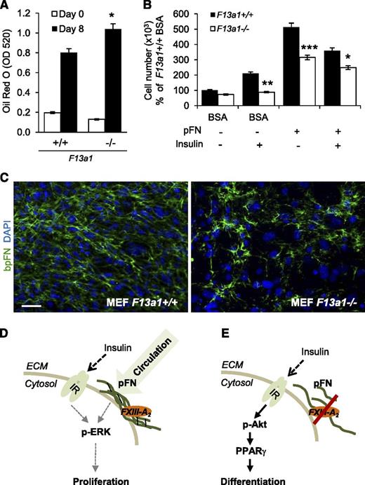 Figure 7. F13a1−/− MEFs show increased adipogenesis, decreased proliferation, and a defect in pFN matrix assembly. (A) F13a1−/− MEFs accumulate significantly more lipids in 8 days when subjected to adipogenic differentiation. Lipid accumulation was visualized and quantified by Oil Red O staining on day 8 of differentiation (n = 3). *P < .05. (B) F13a1−/− MEFs show a significantly poorer response to the proproliferative effect of exogenous pFN given alone to cells or in combination with INS (n = 3). *P < .05; **P < .01; ***P < .001. Error bars represent SEM. (C) pFN assembly is impaired in F13a1−/− MEF cultures compared with F13a1+/+ cultures as assessed by incorporation of exogenous bpFN (green) into extracellular matrix on day 1 of differentiation. Nuclei are stained in blue (DAPI) (n = 2). Scale bar represents 100 µm. (D) Proposed mechanism for the role of FXIII-A in preadipocytes. FXIII-A acts on the cell surface of preadipocytes where it promotes liver-derived, circulating pFN assembly into preadipocyte extracellular matrix. pFN matrix promotes cell proliferation and potentiates the proproliferative effects of INS via the IR and activation of the Erk pathway. (E) In the absence of FXIII-A TG activity, pFN assembly is reduced, which switches INS signaling to activation of the Akt pathway, resulting in increased PPARγ expression and adipocyte differentiation. Thus, the extent of FXIII-A–mediated pFN assembly in preadipocytes and adipocytes can modulate the mitogenic and metabolic effects of INS.