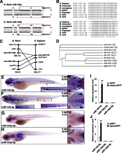 Figure 1. Zebrafish miR-142-3p is enriched in myeloid cells and the definitive hematopoietic organ. (A) The stem-loop structure of pre-miR-142a and pre-miR-142b in zebrafish. The mature miR-142-3p sequence is boxed with a red dashed line. Mature miR-142a-5p and miR-142b-5p are boxed with a black dashed line. Different nucleotides are marked in red. (B) Multiple sequence alignment of miR-142-3p (top) and miR-142-5p (bottom) from different species. Fully conserved nucleotides are indicated with an asterisk. (C) Synteny of the miR-142 loci between the zebrafish and human. (D) Phylogenic analysis of miR-142. A phylogenic tree was constructed from a clustalW2 alignment using the neighbor-joining algorithm. (E-F) WISH with DIG-labeled LNA for miR-142-3p in zebrafish embryos at 3 dpf or 5 dpf. (A) miR-142-3p is specifically expressed in CHT (red triangle) and the thymus (black triangle) at 3 dpf. (B) miR-142-3p is expressed in CHT (red triangle), the kidney (yellow triangle), the thymus (black triangle), and the olfactory bulbs (white triangle) at 5 dpf. Expression of miR-142-3p in the tissue mesenchymes is indicated with a green triangle. (G-H) WISH for miR-142a-5p in zebrafish embryos at 3 dpf or 5 dpf. (I-J) qPCR analysis for mi-142-3p and miR-142a/b-5p in GFP-positive cells from Tg(cmyb:eGFP) (I) or Tg(zlyz:eGFP) (J) zebrafish at 3 dpf. **P < .01 vs GFP-negative cells; 2-tailed Student t test.