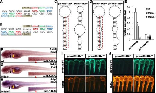 Figure 2. Deletion of miR-142-3p in miR-142a and miR-142b double mutant zebrafish. (A) Target sites in zebrafish miR-142a and amino acid sequences of the zinc-finger proteins were selected to recognize this site by OPEN. Spacer sequences in the target site are shown in lowercase letters. Each of the selected zinc-finger arrays targeting 9-bp nucleotides was fused with a subunit of the FokI nuclease. (B) The target site in zebrafish miR-142b and the amino acid sequences of the zinc-finger proteins were designed to recognize this site by CoDA. (C) Secondary structure prediction of the pre-miR-142a in the wild-type 142awt (left) or 142 am1 (right) allele. Mature wild-type miR-142-3p from pre-miR-142a is boxed with a red dashed line. (D) Secondary structure prediction of pre-miR-142b in wild-type miR-142bwt (left) or miR-142bm1 (right) allele. Mature wild-type miR-142-3p from pre-miR-142b is boxed with a red dashed line. (E) The expression level of miR-142-3p in wild-type, 142 am1/m1 (142a−/−), and 142 am1/m1142bm1/m1 (142ab−/−) mutant zebrafish embryos at 3 dpf, which was detected by real-time PCR. The expression of miR-142-3p and miR-142a-5p is normalized to glyceraldehyde-3-phosphate dehydrogenase (n = 3 for each genotype). Error bars indicate the standard error of the mean (SEM). **P < .01 compared with wild-type control. (F-H) Detection of miR-142-3p expression in wild-type, 142a−/−, and 142ab−/− mutant zebrafish embryos at 5 dpf by WISH. The black triangle indicates the thymus; yellow triangle, kidney; and red triangle, CHT. Note that the staining was weakened, but not diminished, in the 142a−/− zebrafish embryos. (I-J) In vivo reporter assays for the interaction between miR-142-3p and the targets with wild-type pre-miR-142a/bwt or mutant pre-miR-142a/bm1. EGFP mRNA harboring 2 perfect complementary target sites (EGFP-2 x PT) was coinjected with pre-miR-142awt (I), pre-miR-142 am1 (I), pre-miR-142bwt (J), or pre-miR-142bm1(J); DsRed mRNA served as a control.