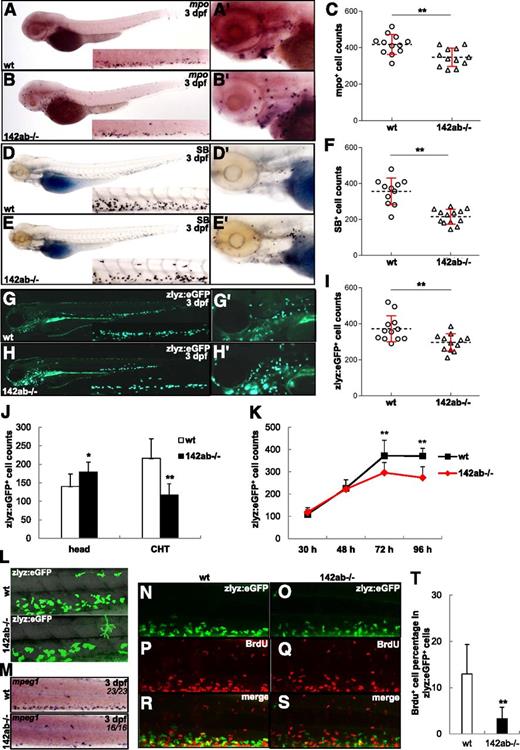 Figure 3. Deletion of miR-142-3p caused reduction of neutrophils in myelopoiesis. (A-B) WISH for mpo in wild-type (A) and 142ab−/− (B) embryos at 3 dpf. (C) Quantification of mpo+ cell in wild-type and 142ab−/− embryos at 3 dpf. (D-E) Sudan black staining of neutrophils in wild-type (D) and 142ab−/− (E) embryos at 3 dpf. (F) Quantification of SB+ cell in wild-type and 142ab−/− embryos at 3 dpf. (G-H) Representative stereo fluorescence images of Tg(zlyz:eGFP) (G) and 142ab−/−; Tg(zlyz:eGFP) (H) embryos at 3 dpf. (I-J) Quantification of zlyz:eGFP+ cells in Tg(zlyz:eGFP) and 142ab−/−; Tg(zlyz:eGFP) embryos at 3 dpf. (I) zlyz:eGFP+ cells in the whole embryos; (J) zlyz:eGFP+ cells in the head or CHT. n ≥ 10; error bars represent SEM. (K) Quantification of zlyz:eGFP+ cells in Tg(zlyz:eGFP) and 142ab−/−; Tg(zlyz:eGFP) embryos of different stages, from 30 hpf to 96 hpf. n ≥ 10; error bars represent SEM. (L) Immunostaining shows the eGFP+ cells in the CHT of Tg(zlyz:eGFP) (upper panel) and 142ab−/−; Tg(zlyz:eGFP) (lower panel) embryos at 3 dpf. Macrophage-like cell is indicated by yellow triangle (lower panel). (M) WISH shows the mpeg1 expression in the CHT of wild-type (upper panel) and 142ab−/− embryos (lower panel) at 3 dpf. (N-S) Double immunostaining of zlyz:eGFP and BrdU shows a reduced proliferation of zlyz:eGFP+ cells in the CHT of 142ab−/− embryos at 3 dpf. (T) Quantification of the percentage of BrdU+ cells in the 3 dpf zlyz:eGFP+ population. n ≥ 8; error bars represent SEM. **P < .01; 2-tailed Student t test.