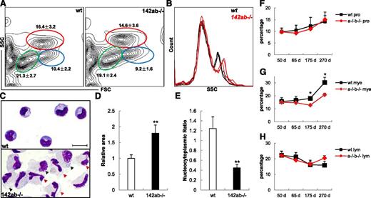 Figure 5. Aberrant hypermaturation of neutrophils in zebrafish adult kidney hematopoiesis after deletion of miR-142-3p. (A) Flow cytometry analysis of WKM in wild-type (left panel) and 142ab−/− (right panel) zebrafish. Myelomonocytes (mye) were indicated in red circle; hematopoietic progenitors (pro), blue circle; and lymphocytes and lymphocyte-like cells (lym), green circle. Average percentage ± SD for each fraction from 8 individual zebrafish at 65 dpf was shown. (B) Comparison of side scatter analysis (SSC) of wild-type and 142ab−/− WKMs. Data were from 3 individual zebrafish in each group. (C) Wright-Giemsa staining of lyz-GFP+ myelomonocytes in wild-type (upper panel) or 142ab−/− (lower panel) zebrafish kidney. Hypermature neutrophils were indicated with red triangle. Macrophage-like cells were indicated with black triangle. Bar represents 8 μm. (D-E) Quantification of cell size (D) and nucleocytoplasmic ratio (E) of neutrophils from wild-type and 142ab−/− zebrafish kidney. (F-H) Quantification of the 3 hematopoietic fractions in wild-type and 142ab−/− kidney with age. Hematopoietic progenitors (F), myelomonocytes (G), and lymphocytes and lymphocyte-like cells (H). WKM from at least 4 individuals was analyzed by flow cytometry in each group.*P < .05 or **P < .01 vs wild-type; 2-tailed Student t test.