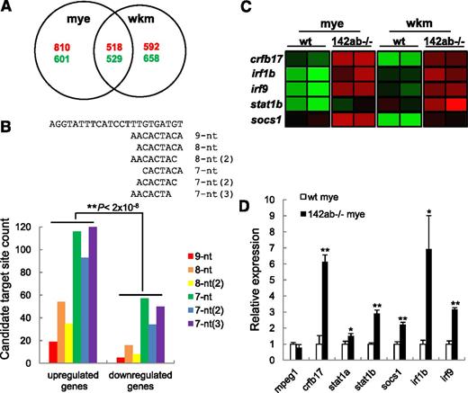 Figure 6. Deletion of miR-142-3p caused trancriptome changes and activated interferon (IFN) γ signaling in zebrafish kidney myelopoiesis. (A) The difference and overlap between differential expressed genes (1.5-fold) in WKM after deletion of miR-142-3p and that in myelomonocytes. (B) The distribution of number of candidate target sites for miR-142-3p in codysregulated genes (twofold change) in WKM (without erythrocytes) and myelomonocytes after deletion of miR-142-3p. (C) Comparison of codysregulated IFN-γ signaling–related genes both in 142ab−/− WKM (without erythrocytes) and 142ab−/− myelomonocytes (1.5-fold). (D) qPCR analysis of expression of IFN-γ signaling–related genes in wild-type and 142ab−/− myelomonocytes in zebrafish kidney. *P < .05 or **P < .01 vs wild-type; 2-tailed Student t test.