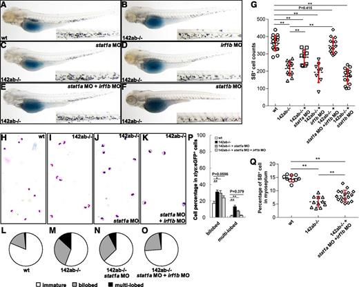 Figure 7. Abnormal activation of IFN-γ signaling attributed to the impaired development of neutrophils in 142ab−/− mutants. (A-F) Sudan black staining of neutrophils in wild-type embryos (A) and 142ab−/− embryos (B) and 142ab−/− embryos injected with stat1a MO (C), irf1b MO (D), stat1a MO and irf1b MO (E), and stat1b MO (F). (G) Quantification of SB+ cells in whole embryos. *P < .05 or **P < .01; 2-tailed Student t test. (H-K) Morphologic analysis of zlyz:eGFP+ cells from 3-dpf embryos. zlyz:eGFP+ cells were sorted from Tg(zlyz:eGFP) embryos (H); 142ab−/−; Tg(zlyz:eGFP) embryos (I); 142ab−/−; Tg(zlyz:eGFP) embryos injected with stat1a MO (J); or 142ab−/−; Tg(zlyz:eGFP) embryos coinjected with stat1a MO and irf1b MO (K) at 3 dpf and stained with Wright-Giemsa solution. (L-O) The percentage of immature, bilobed, and multilobed neutrophils in zlyz:eGFP+ cells. (L) Tg(zlyz:eGFP) embryos (immature neutrophils 81.2%, SD = 2.20; bibilobed neutrophils 17.2%, SD = 2.50; and multilobed neutrophils 1.6%, SD = 1.14). (M) The 142ab−/− embryos (immature neutrophils 55.7%, SD = 2.43; bibilobed neutrophils 31.1%, SD = 2.26; and multilobed neutrophils 13.2%, SD = 1.78). (N) The 142ab−/−; Tg(zlyz:eGFP) embryos injected with stat1a MO (immature neutrophils 62.9%, SD = 3.82; bibilobed neutrophils 29.5%, SD = 3.17; and multilobed neutrophils 7.6%, SD = 1.01). (O) The 142ab−/− ; Tg(zlyz:eGFP) embryos coinjected with stat1a MO and irf1b MO (immature neutrophils 73.8%, SD = 2.32; bibilobed neutrophils 23.8%, SD = 2.56; and multilobed neutrophils 2.5%, SD = 0.47). At least 100 cells were counted per experiment; SD, from 3 independent experiments. (P) Comparison of the percentage of bilobed or multilobed neutrophils in zlyz:eGFP+ cells. *P < .05 or **P < .01 vs wild-type; 2-tailed Student t test. (Q) Quantification of SB+ neutrophils recruited to neuromasts. *P < .05 or **P < .01 vs wild-type; 2-tailed Student t test.