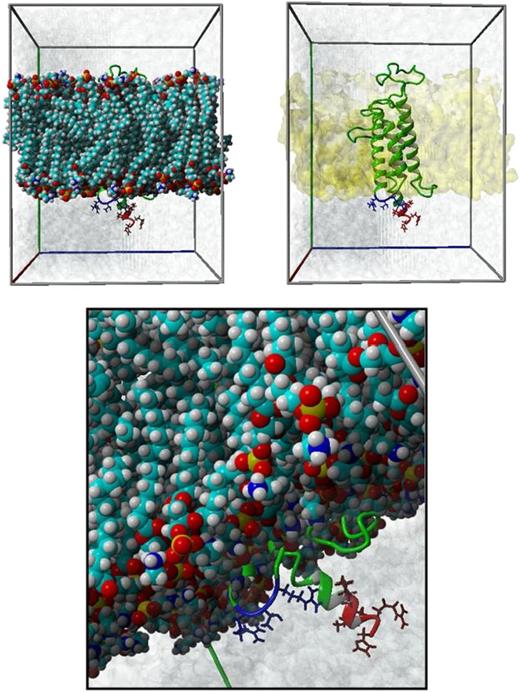 Figure 1. Localization of Arg98 in the membrane-embedded homology-based model of hVKORC1 protein. This figure illustrates the spatial positioning of the ER retention motifs with respect to the ER membrane in the membrane-embedded homology model of hVKORC1 protein. The upper 2 panels show the membrane-embedded hVKORC1 protein in a simulation cell. The ER membrane is represented with ball models on the right and by its molecular surface (yellow colored) on the left. The hVKORC1 protein is represented in ribbon form, whereas the residues, which are part of the ER retention motifs, are represented as stick models in red (di-lysine motif, Lys159_His163) and blue (di-arginine motif, Arg98_Arg100). The lower panel is a closer look at both motifs. The water molecules within the simulation box are represented by their molecular surface in blue.