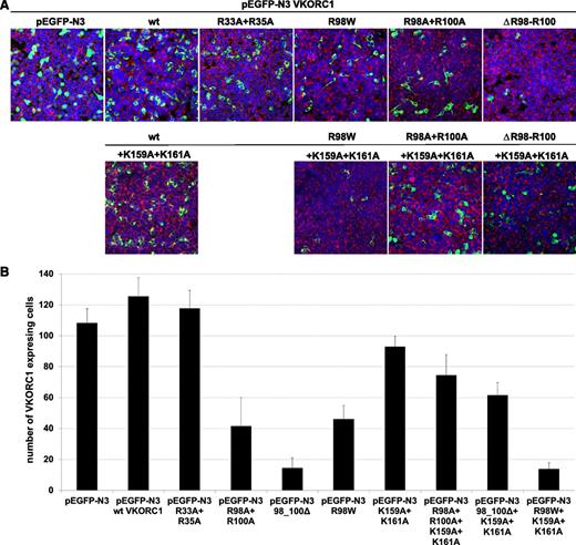 Figure 4. Expression of wt hVKORC1, the mutated di-arginine, and the mutated di-lysine variants. (A) Representative merged overview images for all di-arginine and di-lysine hVKORC1 variants investigated (×40). Human VKORC1 protein is EGFP tagged and green colored, the ER is red fluorescent stained (primary antibody: anti-PDI; secondary antibody: AlexaFluor 594), and the nucleus is counterstained with ToPro3 (blue). (B) The total number of cells expressing the respective hVKORC1 variant per view (×40). Five images of 3 different transfections for each variant were counted. The ratio was normalized to the defined number of 500 cells. Error bars represent the SD.