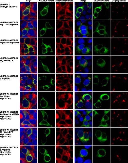 Figure 6. Plasma membrane and Golgi apparatus colocalization images for mutated hVKORC1 di-arginine and di-lysine variants in HEK293T cells. This figure shows colocalization images for single HEK293T cells of immunostained plasma membrane and Golgi apparatus for all hVKORC1 variants investigated in this study. The left column shows merged images in which the nucleus is stained by ToPro3 (blue), the respective EGFP-tagged hVKORC1 variant (green), and the plasma membrane stained by CellMask orange in red. The merged images are followed by images demonstrating the hVKORC1 variant and stained plasma membrane only. On the right side, there are also merged images of the nucleus and the hVKORC1 variant demonstrated in the same way and colors as for the left side. The red fluorescent signal shows the stained Golgi apparatus (anti Golgin-97, AlexaFluor594). The merged images are followed again by images showing the hVKORC1 variant and the stained Golgi apparatus only. No colocalization with the plasma membrane as well as with the Golgi apparatus was found for all hVKORC1 variants investigated including the wt.