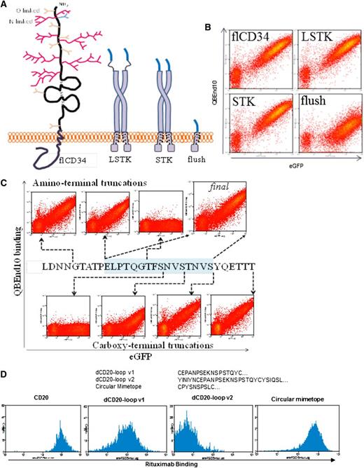 Figure 1. Engineering of QBEnd10- and rituximab-binding domains. (A) Coding sequences for the 31 extreme amino-terminal residues of mature full-length CD34 (flCD3) were cloned in-frame to the CD8 stalk and transmembrane domain via a serine-glycine linker (LSTK) or without this linker (STK) or connected directly to the CD8 transmembrane domain (flush). These open-reading frames were coexpressed with eGFP within a bicistronic retroviral vector. (B) Flow cytometric analysis of eGFP and QBEnd10 staining in T cells transduced with flCD34, LSTK, STK. QBEnd10 binding equivalent to that of flCD34 was seen in constructs containing the CD8 stalk, but not with the flush construct. The serine glycine linker did not improve QBEnd10 binding. (C) Further epitope minimization was performed by sequential amino- and carboxy-terminal deletion of the 31 residues of CD34 until binding of QBEnd10 was abrogated. In this way, we established a final minimal epitope-binding construct containing only 16-amino-acid residues from the 385 present in the native antigen. (D) Binding of rituximab to T cells transduced with full-length CD20 (CD20), the major extracellular loop of CD20 with some flanking residues on the CD8 stalk (dCD20-loop v2), the major extracellular loop of CD20 delineated precisely at the constraining cysteine on a CD8 stalk (dCD20-loop v1), and the circular CD20 mimotope described by Perosa et al26 on a CD8 stalk.