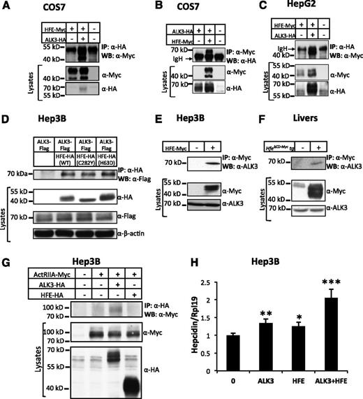 Figure 2. HFE interacts with ALK3 and synergizes with ALK3 to stimulate hepcidin expression. (A) COS7 cells were transfected with HFE-Myc in the presence or absence of ALK3-HA. Cell lysates were used for immunoprecipitation (IP) and subsequent western blot analysis (WB) using indicated antibodies. Cell lysates were used for WB as indicated to show inputs. (B) COS7 cells were transfected with ALK3-HA in the presence and absence of HFE-Myc. Cell lysates were used for IP and /or WB as indicated. (C) HepG2 cells were transfected with HFE-Myc in the presence or absence of ALK3-HA. Cell lysates were used for IP and /or WB as indicated. (D) Hep3B cells were transfected with ALK3-Flag in the presence of empty vector, HFE-HA (WT), HFE-HA (C282Y), or HFE-HA (H63D). Cell lysates were used for IP and /or WB as indicated. (E) Hep3B cells were transfected with or without HFE-Myc. Cell lysates were used for IP and /or WB as indicated. (F) Lysates from WT and Hfe∆CD-Myc transgenic mice were used for IP and/or WB as indicated. (G) Hep3B cells were transfected with ACTRIIA-Myc in the presence of empty vector, ALK3-HA, or HFE-HA. Cell lysates were used for IP and /or WB as indicated. (H) Hep3B cells were transfected with empty vector (0), ALK3-HA alone, HFE-Myc (20 ng/mL) alone, or ALK3-HA in combination with HFE-Myc expression plasmids. Forty-eight hours after transfection, cells were harvested for real-time PCR analysis for hepcidin and RPL19 mRNA levels. RPL19 is the internal control. *P < .05, **P < .01, ***P < .001. Data are represented as mean ± SD (n = 3 for panel F). All experiments were repeated 2 to 3 times.