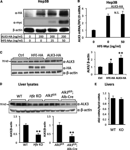 Figure 3. HFE increases ALK3 protein expression in vitro and in vivo. (A) HFE increases ALK3 protein expression in Hep3B cells. Cells were transfected with and without a constant amount of ALK3-HA plasmid in the presence of increasing amounts of HFE-Myc. Forty-eight hours after transfection, cells were harvested for western blotting for ALK3 and HFE protein levels. (B) HFE does not alter ALK3 mRNA expression. Hep3B cells were transfected with and without ALK3-HA in the presence or absence of HFE-Myc. Forty-eight hours after transfection, cells were harvested for real-time PCR analysis for ALK3 mRNA levels. (C) HFE increases endogenous ALK3 protein expression in Hep3B cells. Cells were transfected with or without ALK3-HA in the presence or absence of HFE-HA plasmid. Forty-eight hours after transfection, cells were harvested for western blotting for endogenous ALK3 and transfected ALK3-HA protein using an ALK3 antibody from Millipore (left panel). The bands were quantified by densitometry (right panel). (D) ALK3 protein expression in WT and Hfe knockout (KO) mice. Liver lysates from WT and Hfe KO mice at 8 to 10 weeks of age were used for western blotting for ALK3 protein. Livers from Alk3fl/fl; Alb-Cre and the littermates Alk3fl/fl were included to determine the specific ALK3 protein bands (n = 3). The bands were quantified by densitometry (bottom panel). (E) Livers from WT and Hfe KO mice were analyzed for ALK3 mRNA expression. Rpl19 or RPL19 are the internal controls for real-time PCR. *P < .05, **P < .01. Data are represented as mean ± SD (n = 3 for panels B-D; n = 4 for panel E). All experiments were repeated 2 to 3 times.