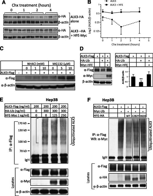 Figure 4. HFE stabilizes ALK3 protein by inhibiting its ubiquitination and proteasomal degradation. (A-B) HFE inhibits ALK3 degradation. Hep3B cells were transfected with ALK3-HA in the presence or absence of HFE-Myc. Forty-six hours later, cells were incubated with Chx for 0, 1, 2, and 4 hours. Cells were then harvested and subjected to western blot analysis for ALK3 protein levels using anti-HA antibody. A representative western blot is shown in (A). Densitometric analysis is shown in (B). (C) ALK3 degrades primarily through the proteasomal pathway. Hep3B cells were transfected with empty vector or ALK3-Flag (200 ng/mL). Forty-six hours after transfection, cells were treated with increasing doses of NH4Cl (0, 1, and 10 mM) or MG132 (0, 5, and 10 μM) for 5 hours. Whole-cell lysates were prepared for western blot analysis with anti-Flag antibody for ALK3 protein expression. (D) HFE attenuates ubiquitin-mediated ALK3 degradation. Hep3B cells were transfected with ALK3-Flag alone, or ALK3-Flag in combination with HA-ubiquitin in the absence or presence of HFE-Myc. Forty-eight hours after transfection, cells were harvested for western blotting for ALK3 and HFE protein levels. Representative western blot is shown in the left panel, and quantification of 3 separate experiments is shown in the right panel. (E) HFE inhibits ALK3 ubiquitination. Hep3B cells were transfected with ALK3-Flag alone, or ALK3-Flag in combination with HA-ubiquitin in the presence of increasing amounts of HFE-Myc. Forty-six hours after transfection, cells were treated with MG132 (5 μM) for 5 hours. Whole-cell lysates were precipitated with anti-Flag antibody and analyzed by western blotting for ubiquitinated ALK3 using anti-HA antibody. Whole-cell lysates were also used for western blot analysis for AKL3 and HFE expression. (F) HFE-H63D does not inhibit ALK3 ubiquitination. Hep3B cells were transfected with ALK3-Flag alone, or ALK3-Flag in combination with Myc-ubiquitin in the presence of HFE-HA (WT), HFE-HA (C282Y), or HFE-HA (H63D). Forty-six hours after transfection, cells were treated with MG132 (5 μM) for 5 hours. Whole-cell lysates were precipitated with anti-Flag antibody and analyzed by western blotting for ubiquitinated ALK3 using anti-Myc antibody. Whole-cell lysates were also used for western blot analysis for AKL3 and HFE expression. β-actin is the loading control. *P < .05, **P < .01. Data are represented as mean ± SD (n = 3 for panels A-B). All the experiments were repeated 2 to 3 times.