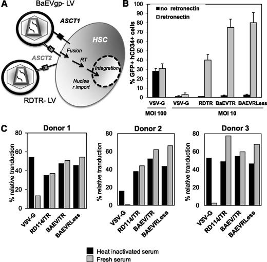 Figure 2. BaEV-LVs are superior for the transduction of human CD34+ cells over VSVG-LVs and RDTR-LVs. (A) Schematic representation of LVs pseudotyped by BaEV-gps (BaEVTR or BaEVRLess) that bind to the amino acid transporters, hASCT1 and hASCT2, on the HSC surface. RDTR-LVs only bind to the hASCT2 receptor. Once the LVs fuse with the cell membrane of HSCs, reverse transcription of the viral RNA into proviral DNA occurs followed by its nuclear import and integration into the host genome. (B) Cord blood hCD34+ cells were prestimulated with SCF, TPO, and Flt3-L for 14 hours and transduced with the indicated LV pseudotypes in the presence and absence of RetroNectin at an MOI of 10. VSV-G-LV transductions were performed at an MOI of 10 or 100. GFP expression of the cells was analyzed 6 days after transduction by FACS (means ± SD, n = 5). **P < .05 when comparing BaEVgps with other pseudotypes in the presence of RetroNectin; ***P < .005 when comparing BaEVgps with or without RetroNectin. (C) Percentage of transduction of HEK293T cells by the indicated LV pseudotypes on their incubation at 37°C in heat complement-inactivated or fresh human sera. Data for 3 different serum donors are shown. The stability of virions was calculated as the relative percentage of infectivity of macaque/human serum-treated viruses vs viruses treated with fetal calf serum set to 100%.
