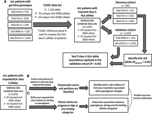 Figure 1. HLA-DRB1 and HLA-DQB1 alleles were imputed for asparaginase hypersensitivity studies. The HLA-DRB1 and HLA-DQB1 alleles of patients enrolled on either SJCRH or COG protocols were imputed to 4-digit resolution using SNP data from the patients and the T1DGC reference panel with both SNP data and 4-digit resolution HLA typing. (A) The discovery cohort consisting of SJCRH patients was used to identify associations between asparaginase hypersensitivity reactions and imputed HLA-DRB1 and/or HLA-DQB1 alleles. The validation cohort consisted of COG patients. (B) Using the imputed HLA-DRB1 alleles, the HLA-DRB1 amino acid sequence was inferred for every patient, and the association between polymorphic amino acids and asparaginase hypersensitivity reactions was determined. (C) Using the IEDB, imputed HLA alleles were scored for their binding affinity to E coli asparaginase peptide fragments. The imputed HLA alleles of patients were categorized into “high” or “low” binding categories for asparaginase, and the categories were tested for association with asparaginase hypersensitivity.