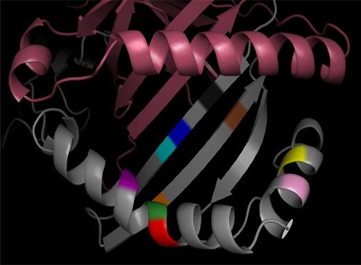 Figure 5. The 3-dimensional structure of HLA-DR. The 3-dimensional ribbon model of HLA-DR is based on Protein Data Bank entry 3PDO with the DR α chain shown in violet and the DR β chain in gray. Amino acid positions identified within the HLA-DRB1 protein by the association analysis are shown for positions 11 (black), 13 (blue), 14 (cyan), 25 (orange), 30 (brown), 57 (yellow), 60 (pink), 73 (red), 74 (green), and 78 (purple).