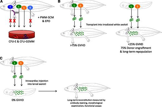 Hematopoietic assays developed by Lopez et al in the axolotl.1 (A) CFU assays indicate that CFU-E and CFU-GEMM colonies are generated from adult axolotl liver (L; green) and spleen (S; orange), but not thymus (T; dark blue), bone marrow (BM; purple), or kidney (K; light blue), when stimulated with pokeweed mitogen-stimulated axolotl spleen cell-conditioned media (PWM-SCM) and human EPO. (B) After the sites of hematopoietic progenitors in adult axolotls were identified, GFP+ hematopoietic stem and progenitor cells were isolated from the liver (L; green) and spleen (S; orange), and engrafted in white adult axolotls. (Left) However, rates of graft-versus-host disease (GVHD) were high. (Right) Harvesting GFP+ hematopoietic stem and progenitor cells from 3- to 7-month-old axolotls reduced the incidence of GVHD, leading to long-term engraftment of progenitors. (C) Because irradiation can impair regeneration in axolotls, the authors developed an intracardiac injection assay. GFP+ hematopoietic stem and progenitor cells were isolated from adult axolotl and injected into larvae before 3 months of age. This allowed long-term reconstitution of recipients (up to 2 years later) that could be measured by antibody staining, morphological examination of hematopoietic cells, and functional assays. Importantly, the incidence of GVHD using this assay was reduced to 0%.