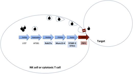 HLH-associated genes and digenic inheritance. A simplified pathway of formation, polarization, and transport of cytotoxic granules that is essential for lymphocyte cytotoxicity is shown. Biallelic mutations have been reported for all of these genes in patients with fHLH. Zhang et al1 describe digenic heterozygous mutations in the highlighted genes. Digenic mutations in degranulation pathway genes (blue/blue) in this series had earlier onset of disease than digenic mutations in a degranulation pathway gene and PRF1 (blue/red).