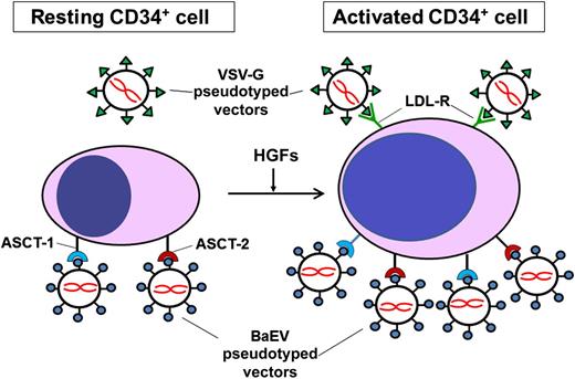 Transduction of human CD34+ HSCs by pseudotyped vectors. Resting CD34+ cells display the ASCT-1 and ASCT-2 proteins that serve as receptors for the BaEV envelope glycoprotein, and retroviral or lentiviral vectors pseudotyped with the BaEV envelope can bind to the receptors and transduce the cells. Resting CD34+ cells lack expression of the LDL-R that serves as the receptor for VSV-G-pseudotyped vectors and thus are not effectively transduced by them. Activated CD34+ cells, prestimulated with HGFs, such as ckit ligand, flt-3-ligand, and thrombopoietin, express the LDL-R and can bind and be transduced by VSV-G-pseudotyped vectors. The levels of the ASCT-1 and ASCT-2 receptors increase further in activated CD34+ cells, and transduction by the BaEV-pseudotyped vectors also increases.
