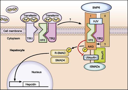 Regulated protein-protein interactions among HFE, TfR2, HJV (proteins mutated in HH), BMP receptors, and BMP ligands play a critical role in the “sensing” of transferrin-bound Fe to control hepcidin expression in hepatocytes. HFE binds to BMP receptor type I (Alk3) to prevent its ubiquitination and proteasomal degradation. As a result, expression of ALK3 is increased on the cell surface, activating BMP/SMAD signaling and hepcidin transcription. Professional illustration by Tom Webster, Lineworks, Inc.