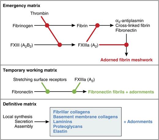 Conceptual model of roles of FXIII-A in the formation of extracellular matrices. FXIII-A is best known as being activated by thrombin and covalently cross-linking and stabilizing the emergency matrix of fibrin formed when the blood coagulation cascade is activated. Cells undergoing growth and differentiation or responding to injury assemble fibronectin into fibrils that constitute a temporary working matrix and are used for multiple purposes depending on the cell type. Assembly is catalyzed by surface receptors that stretch fibronectin. In preadipocytes, assembly is enhanced by the FXIII-A. Finally, differentiated cells have a unique definitive matrix suited to their function. Each of the matrices has the potential to be adorned with other proteins. Cross-linking catalyzed by FXIII-A may contribute to some of the adornments. Professional illustration by Patrick Lane, ScEYEnce Studios.