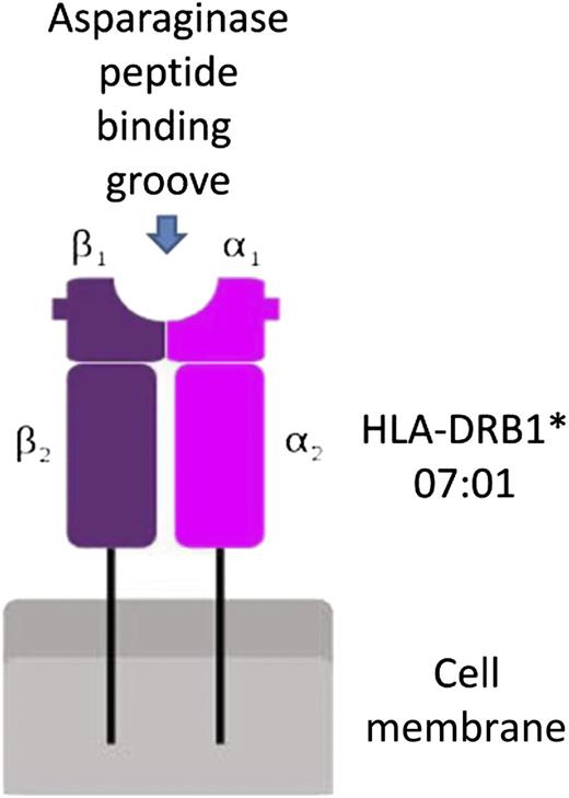 Schematic representation of the interaction between HLA-DRB1 and asparaginase epitopes.