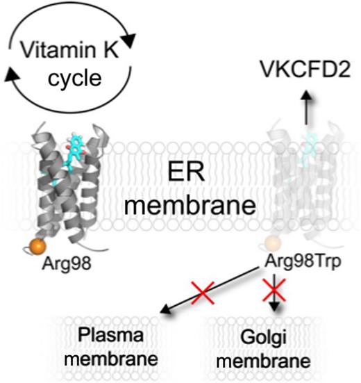 The enzyme VKORC1 reduces vitamin K that functions as a cofactor activating vitamin K–dependent proteins that are critical in coagulation. Czogalla et al show that Arg98 is crucial for proper ER localization of VKORC1, and that the VKCFD2 mutant Arg98Trp causes mistrafficking of VKORC1 from the ER with a concomitant reduction of ∼80% of VKORC1 levels in the ER membrane. Interestingly, tracking the Arg98Trp VKORC1 mutant shows that the protein does not accumulate in the Golgi or plasma membranes. These results highlight, for the first time, a potential mechanism as to why VKCFD2 patients have impaired coagulation capabilities.