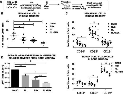 Figure 5. Effects of NL and RUX combination on the transplantable leukemogenic activity of CML CD34+ cells and on normal CB CD34+ cell engraftment. (A) Experimental design for the in vivo experiments. CML CD34+ cells (from 2 patients) or human CB CD34+ cells (from 2 subjects) were cultured for 72 hours with either NL (1 µM) or RUX (500 nM) or their combination, or media control. Following treatment, recovered cells were washed and injected intravenously into 8-week-old, sublethally irradiated (300 cGy) NSG mice (CML, 5 mice/per group; CB, 4 mice for controls; RUX, 4; NL, 5; and NL+RUX, 5). (B) The levels of human CML CD45+ cells, and (C) CD34+, CD33+, and CD19+ cells regenerated in the BM of mice transplanted with cells treated in different conditions were measured at 18 weeks. (D) The levels of BCR-ABL mRNA within the human CML CD45+ selected cells obtained from mouse BM at 18 weeks were evaluated by qRT-PCR and normalized to BCR mRNA expression levels. (E) The levels of human CB CD34+, CD33+, and CD19+ cells regenerated in the BM of mice transplanted with cells treated in different conditions were measured at 16 weeks. All data from independent experiments are presented as mean ± SEM. Significance values: *P < .05; †P < .01; ‡P < .001.