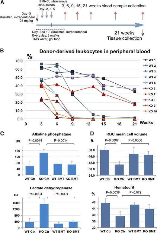 Figure 1. Nonmyeloablative BM transplantation in Hmox1−/− mice improved blood chemistries and led to resolution of anemia. (A) Scheme of the BM transplantation experiment used for subsequent data collection. (B) BM engraftment dynamics are represented as a percentage of CD45.2-positive leukocytes in peripheral blood estimated by fluorescence-activated cell sorter analysis. Changes over weeks are plotted for each individual mouse. (C) Hmox1−/− mice had elevated serum ALP and LDH levels. The blood chemistries returned to normal in BM transplanted recipients. (D) Indicators of microcytic anemia mean cell volume and hematocrit improved in BM-transplanted Hmox1−/− mice. (C-D) Average values for the terminal time, 21 weeks, are shown for each experimental group; error bars represent the standard deviation (N = 5). TMS water, drinking water supplemented with trimethoprim (300 μg/ml) and sulfamethoxazole (60 μg/ml).