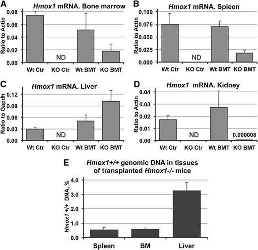 Figure 4. Hmox1 mRNA expression and quantification of Hmox1+/+ DNA in transplanted Hmox1−/− animals. Hmox1 mRNA expression levels in the tissues of KO BMT animals were partially restored to normal in the BM (A) and spleen (B), were twofold higher in the liver (C), and were negligibly low in the kidney (D) in comparison with WT animals. Data were obtained by quantitative reverse-transcription polymerase chain reaction. ND, not detected. (E) Percentage of WT cells in the tissues of KO BMT animals, as assessed by quantification of the WT Hmox1 gene in a total genomic DNA extracts; we observed that liver had the highest number of donor cells of the 3 key tissues analyzed, at 3%. Primers that target exon 3 of the Hmox1 gene, which was deleted in Hmox1−/− mice, were used for the quantification.