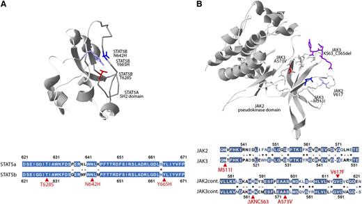 Figure 3. Three-dimensional localization of recurrent JAK3- and STAT5B-mutated amino acids. (A) The crystal structure of the SH2 domain of the STAT5A protein (1y1u) highlighting analogous residues of the STAT5B mutations p.N642H (blue), p.Y665H (purple), and p.T628S (red) demonstrating close 3-dimensional proximity of recurrently mutated STAT5B residues. Colored fill indicates an identical amino acid; white, minus indicates disparate residues; white with colored text, + indicates similar residues; and selected mutated residues are indicated in red. (B) The pseudokinase domain of JAK2 (4fvp) highlighting the V617 residue (light blue) recurrently mutated in myeloproliferative neoplasms and analogous residues for JAK3 mutations p.A573V (red), p.M511I (dark blue), and p.K563_C565del (purple). The extent of homology between the STAT5A and STAT5B or JAK2 and JAK3 in the regions of these recurrently mutated residues (red arrows) is highlighted below each respective 3-dimensional structure.