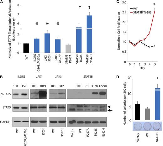 Figure 4. JAK-STAT mutations lead to increased pSTAT5 signaling, cytokine-independent growth, and enhanced colony formation. (A-B) Mutated IL2RG (p.G628_M630del), JAK1 (p.S703I), JAK3 (p.Q507P), and STAT5B (p.T628S and p.N642H) leads to increased activation of STAT5 transcriptional activity (A, bar graph; n = 3 for each mutant protein in separate experiments; asterisk indicates P < .05; dagger indicates P < .001) and increased phosphorylation of STAT5B (B, western blot; arrowhead indicates exogenous STAT5B, arrow indicates endogenous STAT5B; normalized densitometric pSTAT5/STAT5 ratios are indicated) in HeLa cells. STAT5B p.P267A represents a germline polymorphism. (C) Cytokine-independent cell proliferation in the presence of mutant p.T628S STAT5B protein in the cytokine-dependent Ba/F3 cell line cultured in the absence of growth factors (n = 6; asterisk indicates P < .01). (D) Enhanced colony-forming capacity of STAT5B p.N642H mutant in Jurkat T cells (n = 3; asterisk indicates P < .01).
