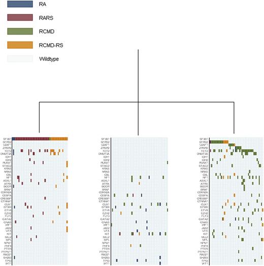 Figure 1. Representation of unsupervised hierarchical clustering analyses including somatic mutations and current classification features according to WHO criteria within MDS without excess blasts. Diagnosis of each sample is shown by indicated colors. These analyses identified 3 main clusters: patients carrying the SF3B1 mutation, irrespective of current WHO classification criteria (MDS associated with SF3B1 mutation) (31 patients classified as RARS, 16 as RCMD-RS, 3 as RA, and 1 as RCMD according to WHO criteria) (left); patients with MD-associated mutations (mutations in genes involved in DNA methylation, splicing factors other than SF3B1, RAS pathway, and cohesin complex) classified as RCMD or SF3B1-negative RCMD-RS according to WHO criteria, as well as the 4 patients with unilineage dysplasia carrying mutation(s) in these genes (MDS with MD-associated mutations) (right); and all the patients with different mutation patterns (MDS NOS) irrespective of the presence of unilineage or MD (middle).