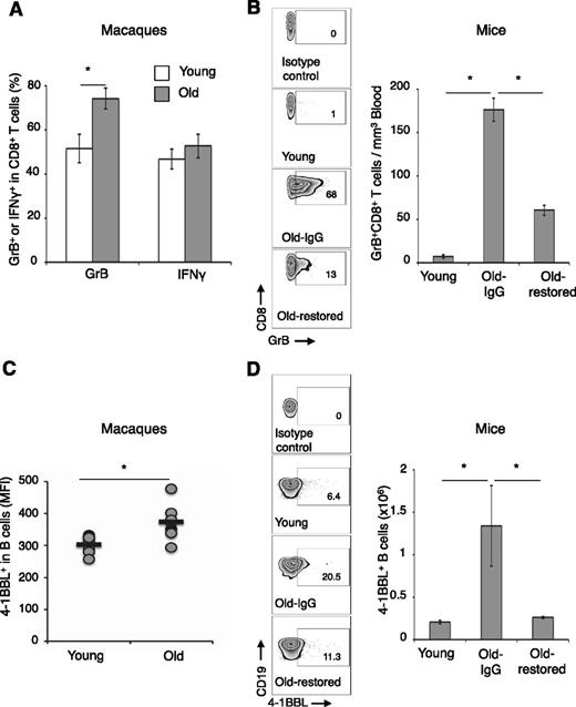 Figure 2. The accumulation of GrB+CD8+ T cells and 4-1BBL+ B cells is evolutionarily conserved in old mammals. (A,C) In rhesus macaques (PB) and (B,D) mice (spleen). Shown is the mean ± SEM of GrB+ within CD8+ T cells in macaques (A, %) and in mice (B, representative dot plots, %, left panel; and absolute #, right panel) and 4-1BBL+ B cells in gated macaque CD20+ cells (MFI, C) and splenic murine CD19+ cells (B, representative dot plots, %, left panel; and absolute #, right panel). The increase of 4-1BBL+ B cells and GrB+CD8+ T cells in old mice is lost after regeneration of B cells induced with anti-CD20 Ab treatment (B,D, Old-restored). Control old mice (Old-IgG) were treated with isotype control Ab. (B,D) Representative results of 5-mice-per-group experiment independently reproduced 4 times. No correlation between age and IFNγ+CD8+ T cells was detected (A).
