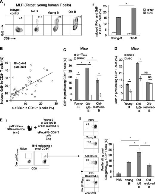 Figure 3. 4BL cells induce GrB+CD8+ T cells. (A) Old human B cells induce higher GrB expression in target CD8+ T cells from young donors in mixed lymphocyte reaction (MLR). Shown GrB and IFNγ induction in CD8+ T cells (i, representative dot plot, %) and its mean (ii, % after deducting background response without B cells, No B) ± SEM examined in triplicate experiments and reproduced at least 3 times. (B) Positive correlation (P < .0001) between the induction of GrB (y-axis) in young CD8+ T cells and 4-1BBL expression levels on B cells (x-axis). (C) Murine 4BL cells induce GrB in TCR transgenic pmel CD8+ T cells by presenting cognate antigen (gp10025-32 peptide). eFluor670-labeled pmel CD8+ T cells were in vitro stimulated with B cells from young, Old-IgG, and Old-restored mice (as in Figure 2D) pulsed with gp10025-32 (gray bars) or control SPANX peptide (open bars). Shown is the mean ± SEM (%) of GrB within proliferating pmel CD8+ T cells in triplicate experiments reproduced 3 times. (D) ABCs (sort-purified, open bars) from young and old mice (as in Figure 2C) were compared with total B cells (gray bars) for the ability to induce GrB+CD8+ T cells stimulated with anti-CD3 Ab. (E) To demonstrate the 4BL cell-induced in vivo expansion of GrB+CD8+ T cells, naïve old mouse B cells and eFluor670-labeled CD8+ T cells from naïve congenic mice were i.v. injected into μMT mice bearing B16 melanoma (schema). One week later, GrB was quantified within proliferating LN CD8+ T cells using gp10025-32 dextramer. Shown are a representative dot plot (i-ii, %) and mean ± SEM (ii, %) of a 4 to 5-mice-per-group experiment independently reproduced 2 times.